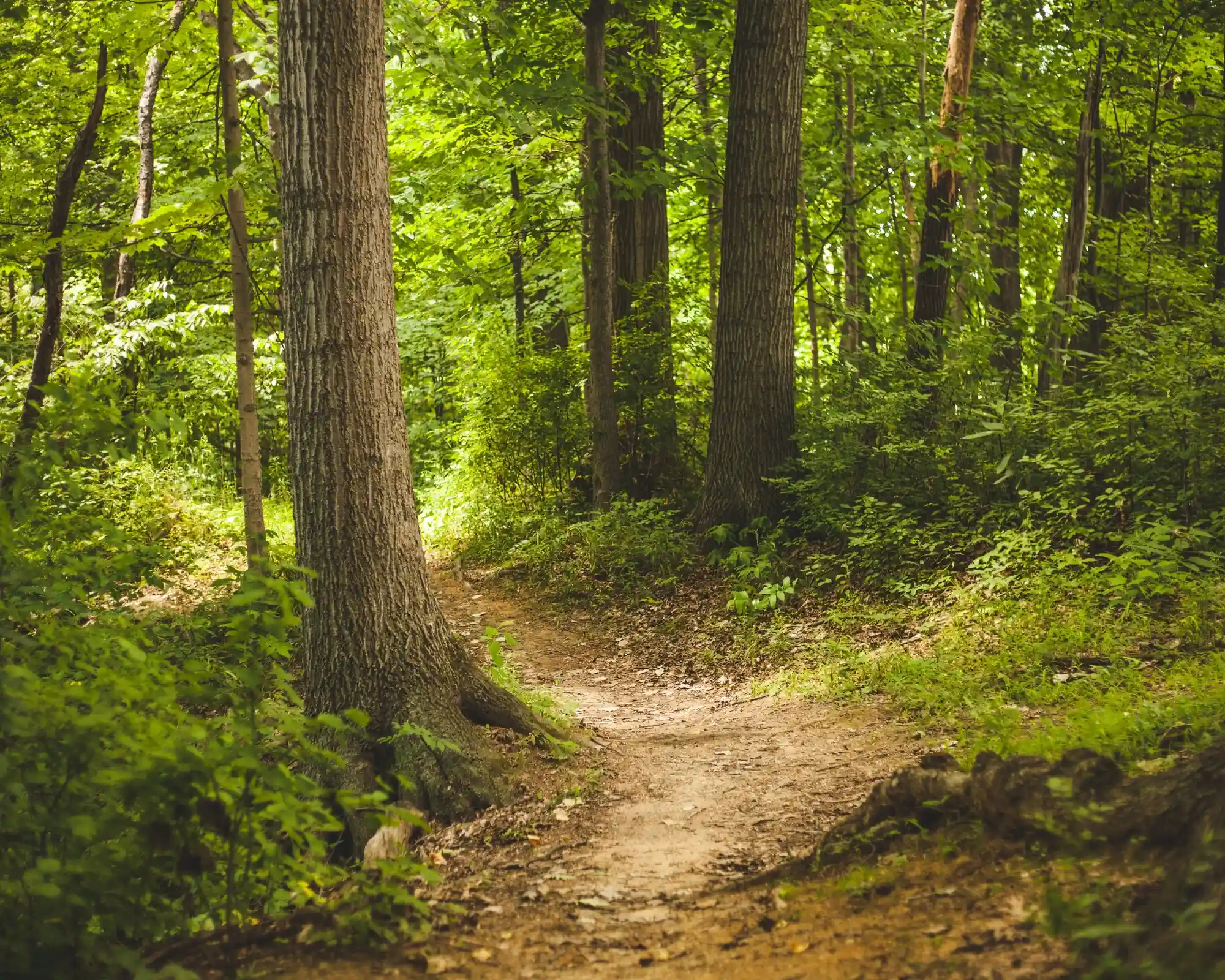 La Forêt de Mervent