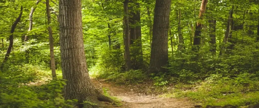 foret de mervent 